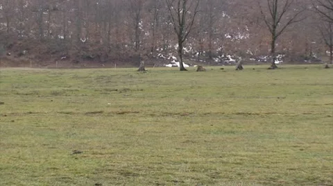 Small sward during winter - zoom out Stock Footage 10721459