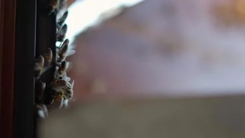 Small swarm of bees on a window shutter. 動画素材 249262189