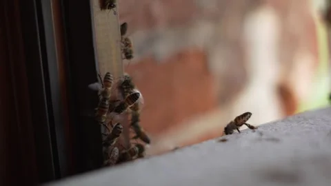 Small swarm of bees on a window shutter. Stock Footage 249262269