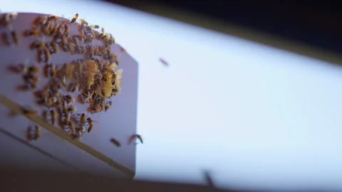 Small swarm of bees on a window shutter. 動画素材 249262321