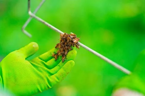 Small Swarm Cell of Bees Checked by the Protective Glove of the Beekeeper D.. Stock Photos