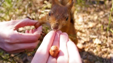Small sweet Red Squirrel Takes a Nut From Hand in the forest, closeup Stock Footage 76647410