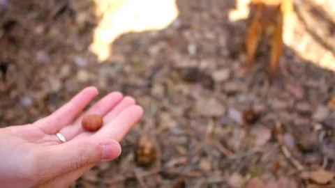 Small sweet Red Squirrel Takes a Nut From Hand in the forest, closeup Stock-Footage 76647870