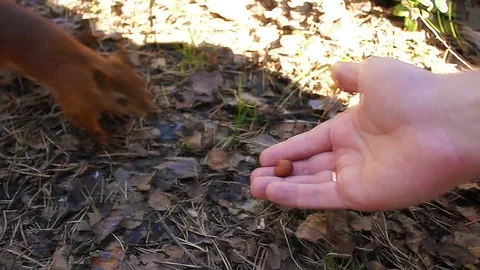 Small sweet Red Squirrel Takes a Nut From Hand in the forest, closeup Stock-Footage 76647980
