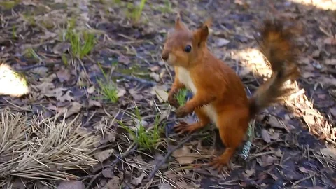 Small sweet Red Squirrel Takes a Nut From Hand in the forest, closeup Stock-Footage 76648057