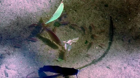 Small Swimmers Gathering Over Fine Stream Sediment Vidéo 342578104
