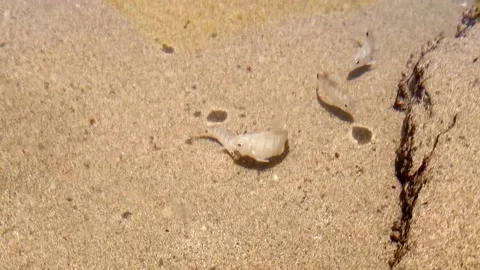 Small Swimming fish 動画素材 165590751