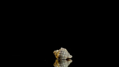 A small swirling cockleshell on a presentation table on a black background Stock Footage 87901734