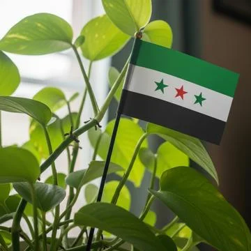 A small Syrian flag is placed in a potted plant near a window with natural light Stock Photos