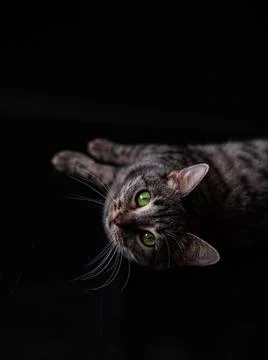 Small tabby cat on black background Stock Photos