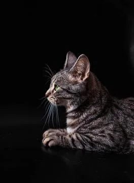Small tabby cat on black background Stock Photos