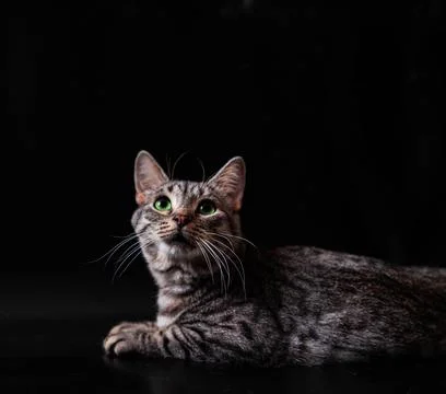 Small tabby cat on black background Stock Photos