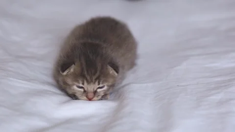 A small tabby cat lies on a white bed. Fluffy kitten sleeps on a white blanket. Stock Footage 277559871