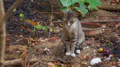 Small tabby cat sitting in a rough outdoor yard Vidéo 342022111