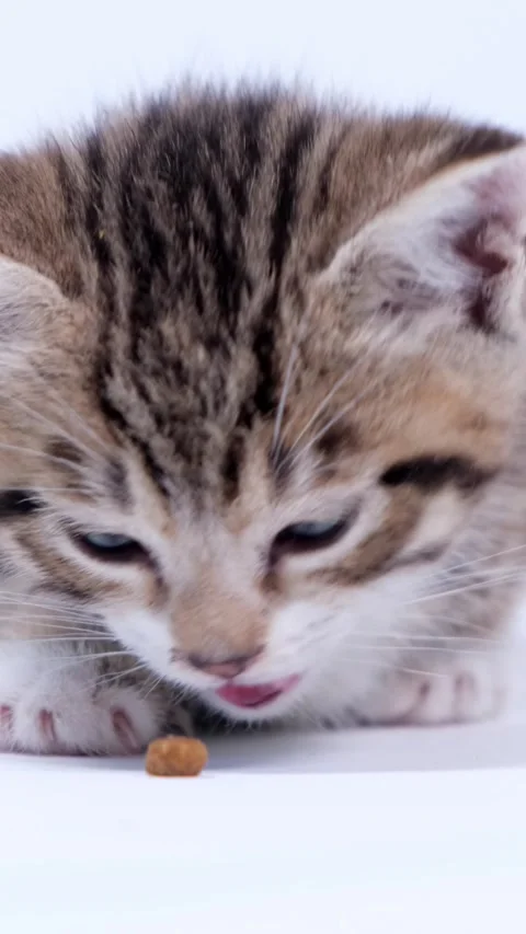 A small tabby kitten focused on eating dry food , veterinary care, pet nutrition Vídeos de archivo 342527469