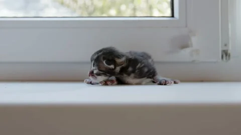 A small tabby kitten lies on the windowsill. Stock Footage 167014094