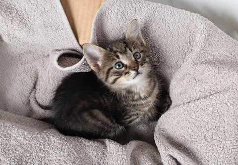 Small tabby kitten Stock Photos