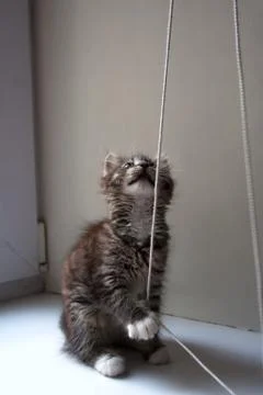 Small tabby kitten pulling a cord Stock Photos