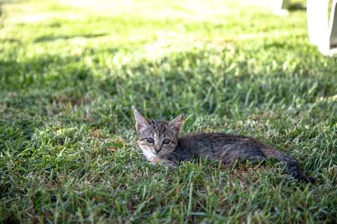 A small tabby kitten rests on the lush green grass Stock Photos