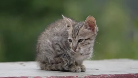 Small Tabby Kitten Sitting Outdoors with Soft Green Background Видео 336418299
