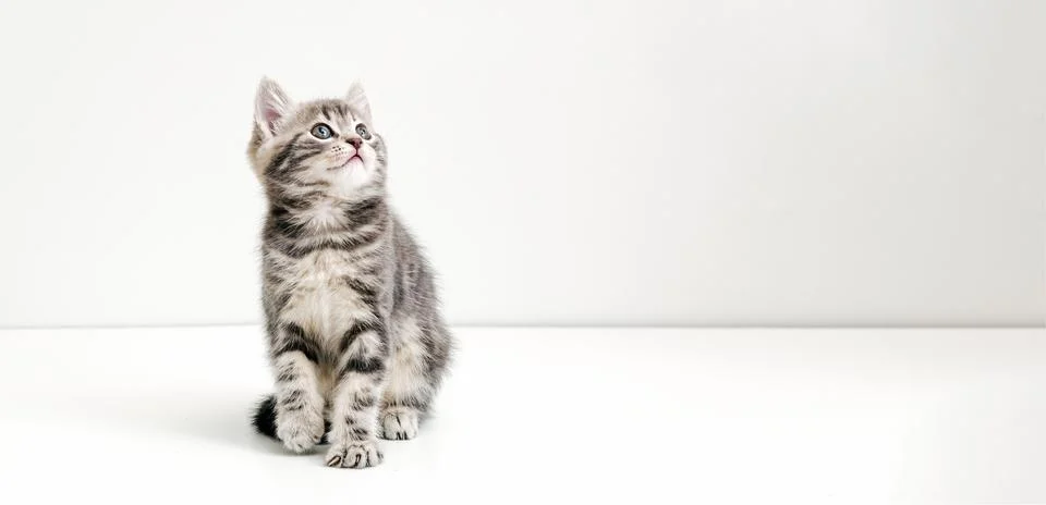 Small tabby kitten on white background. Cute gray cat kid animal with interested Stock Photos
