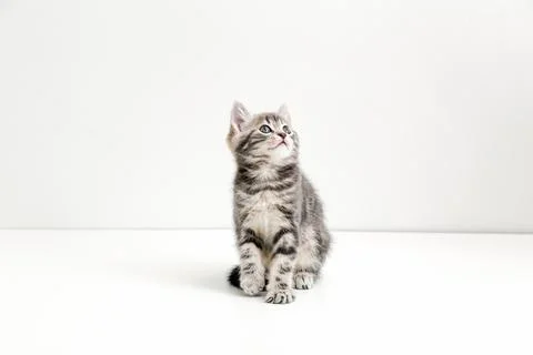 Small tabby kitten on white background with copy space. Cute gray cat kid animal Stock Photos