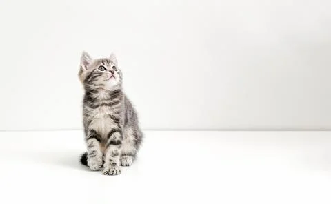 Small tabby kitten on white background. Cute gray cat kid animal with interested Stock Photos
