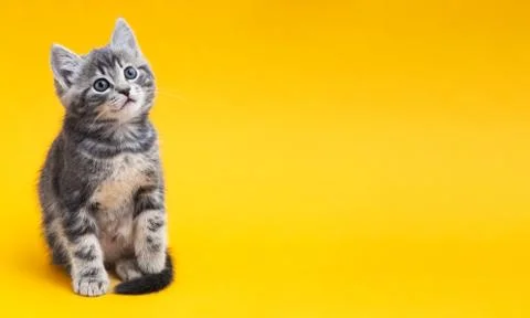 Small tabby kitten on yellow background with copy space. Gray cat isolated on Stock Photos
