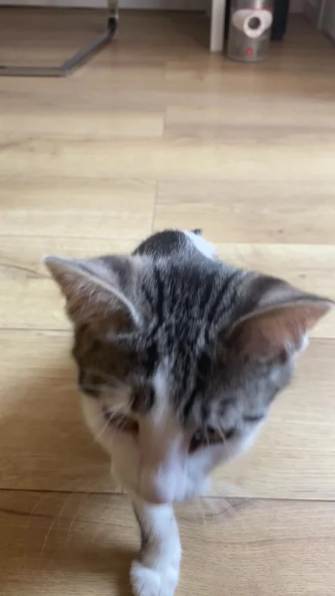 Small tabby white kitten observing surroundings on wooden floor Stock Footage 339480086