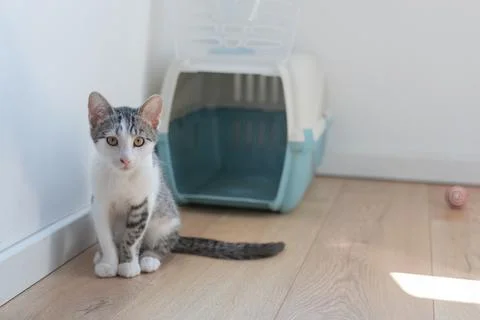 Small tabby white kitten sitting on light wooden floor looking camera with pet 库存照片