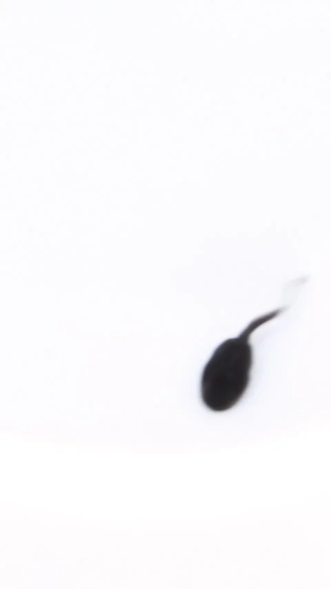 A small tadpole on white background, close up. Vertical video. Stock Footage 274207077