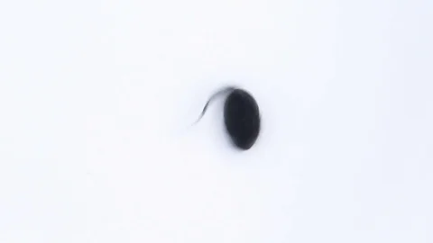 A small tadpole on white background, macro shot Stock Footage 76912044