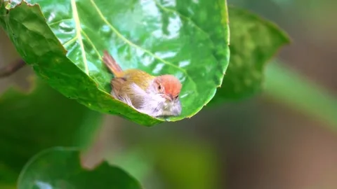Small tailorbird rests peacefully inside green leaf nest in wild nature. Stock-Footage 341131502
