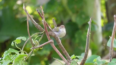 Small Tailorbird on Thin Branch Stock Footage 311725881