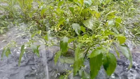 Small takokak fruit grows in clusters Stock Footage 320451172