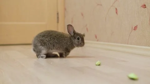 A small tame gray rabbit walks around the room and finds food for itself Stock Footage 279718941