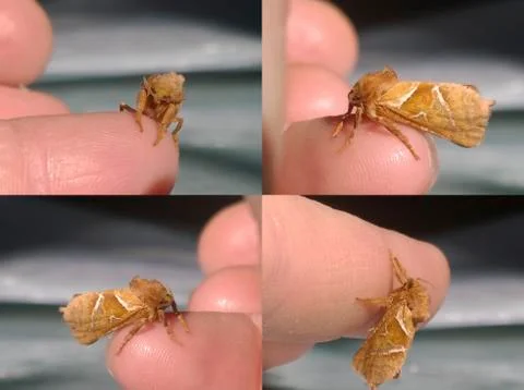 Small tan moth Stock Photos