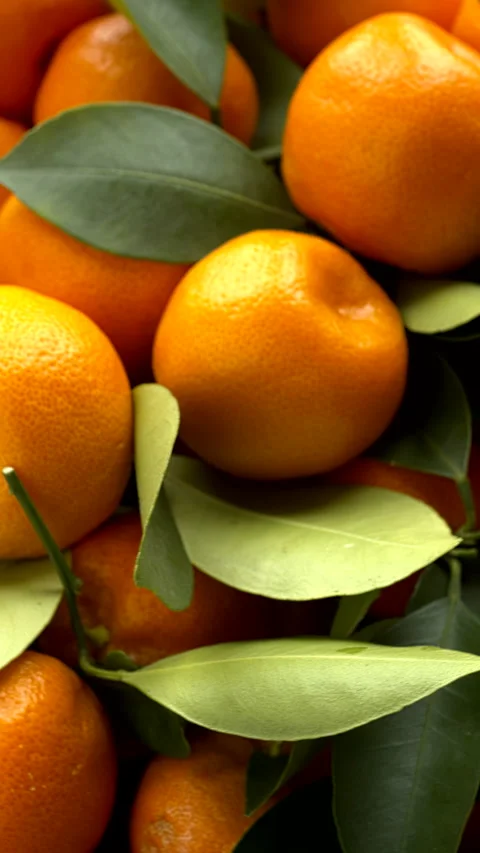 Small tangerines with leaves close-up. Stock Footage 296499640