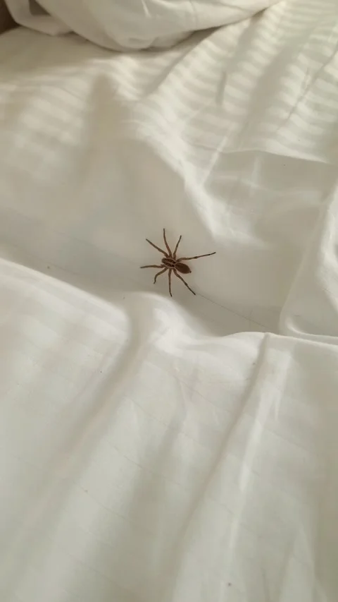 Small Tarantula on a Bed Stock Footage 317989624