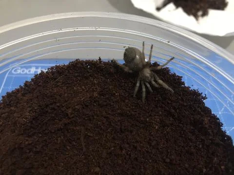 Small tarantula Stockfoto's