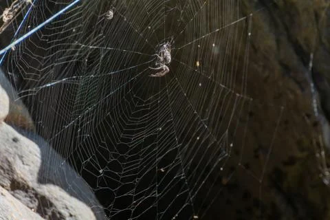 Small tarantula weaving the net with its thread to capture its food. Foto stock