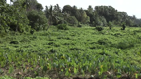 Small taro field in the foreground, vegetation and palm trees in the background Stock Footage 300271740