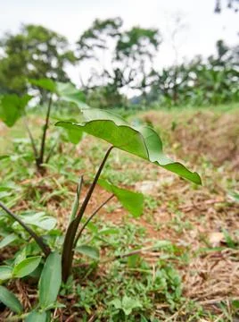 Small Taro Stock Photos