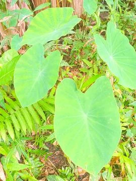 Small taro plants cannot be harvested yet Stock Photos