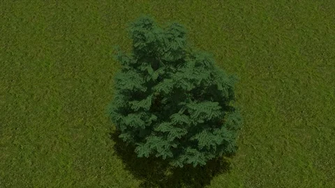 Small Teal Bush On Grass 3D Render Asset Stock Footage 346444549