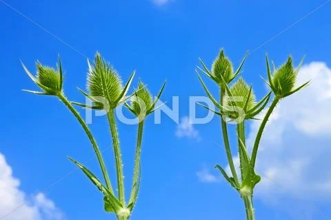 Small teasel flowers Stock Photos