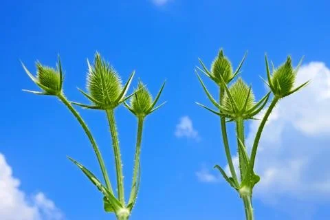 Small teasel flowers Stock Photos