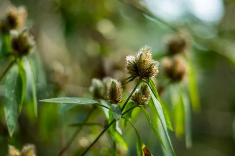 Small Teasel or Dipsacus pilosus also called Caprifoliaceae Stock-Fotos