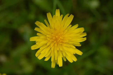 Small Teeth Tip the Petals Of Mountain Dandelion In Olympic 写真素材