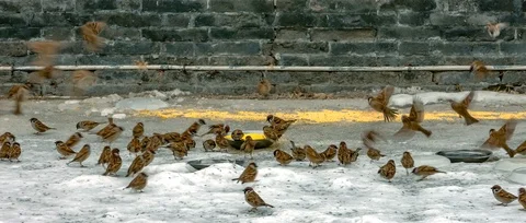 A small temple feeds sparrows millet under the wall. Stock Footage 122508612